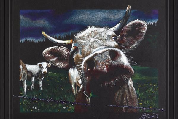 MUCCA CURIOSA